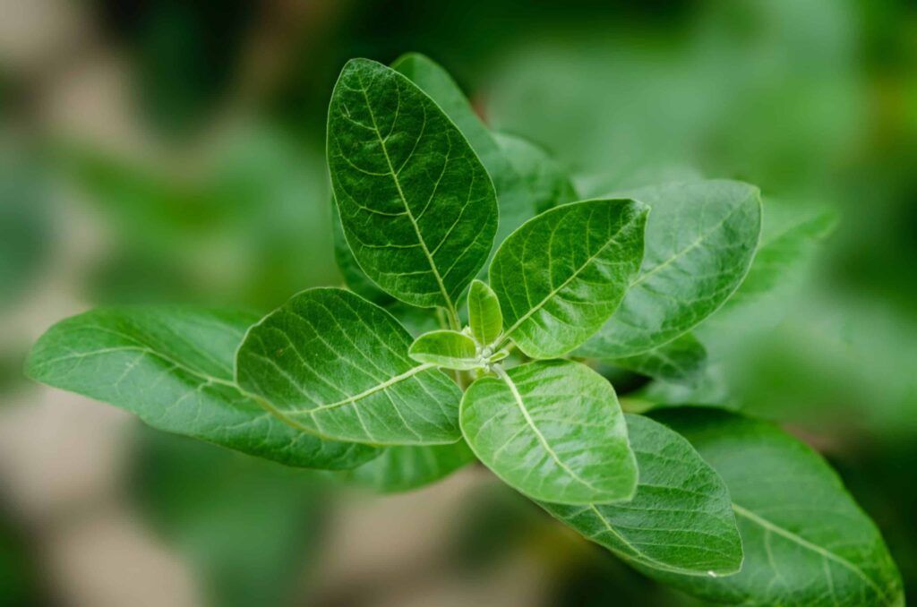 Guérir avec la phytothérapie